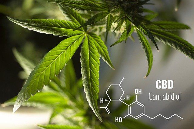 CBD - The Nurturing Cannabis Ingredient